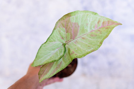 Closeup to syngonium confretti in the potの写真素材