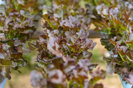 closeup to fresh Red Oak Lettuce in hydroponics system pipeの写真素材