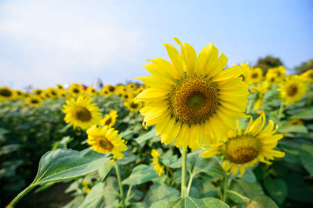 Fresh sunflower with blue sky in sunshine dayの写真素材