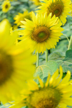 Fresh sunflower with blue sky in sunshine dayの写真素材