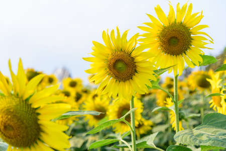Fresh sunflower with blue sky in sunshine dayの写真素材