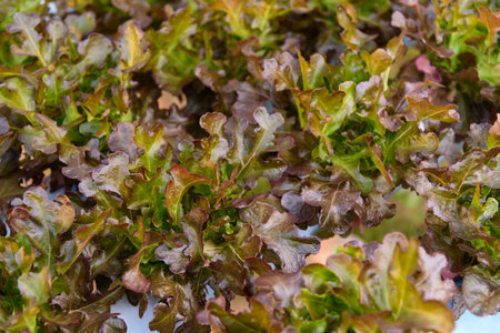 closeup to fresh Red Oak Lettuce in hydroponics system pipeの写真素材