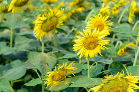 Fresh sunflower with blue sky in sunshine dayの写真素材