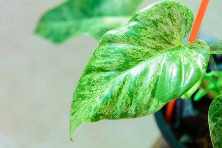 Closeup to Philodendron Giganteum Variegatedの写真素材