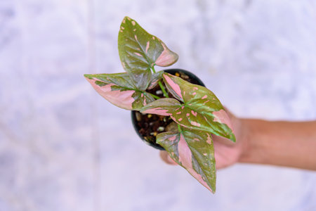 Closeup to syngonium pink splash in the potの写真素材