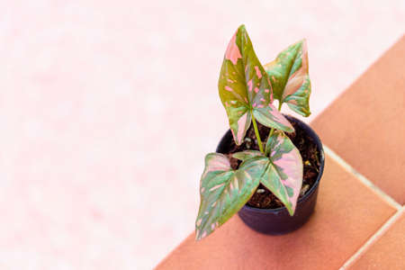 Closeup to syngonium pink splash in the potの写真素材