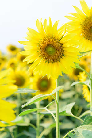 Fresh sunflower with blue sky in sunshine dayの写真素材