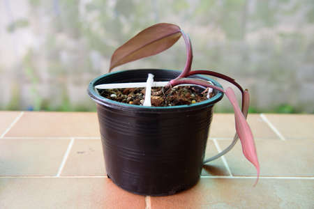 Closeup to Deadly Philodendron Majesty in the potの写真素材
