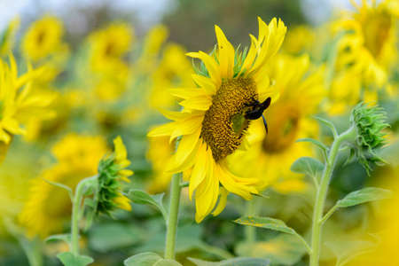 Insect pester the sunflower in the farmの写真素材