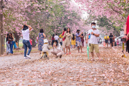Nakhonpathom , Thailand - 15 feb, 2022 : a lot of Traveler at Pink trumpet tree row for take the photo 
pink, tree, trumpet, blossom, flower, spring, garden, park, romantic, trees, cherry, background,のeditorial素材