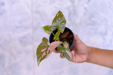 Closeup to syngonium pink splash in the potの写真素材