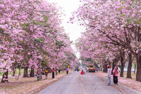 Nakhonpathom , Thailand - 15 feb, 2022 : a lot of Traveler at Pink trumpet tree row for take the photo 
pink, tree, trumpet, blossom, flower, spring, garden, park, romantic, trees, cherry, background,のeditorial素材
