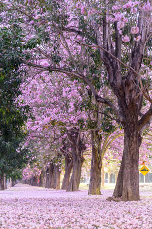 Pink trumpet tree row for take the photo in morning timeの写真素材
