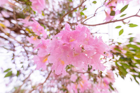 Pink trumpet tree row for take the photo in morning timeの写真素材