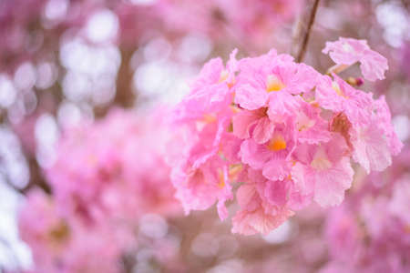Pink trumpet tree row for take the photo in morning timeの写真素材