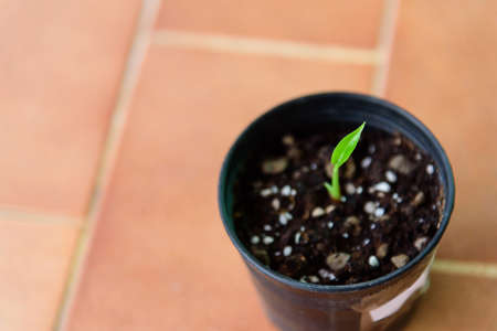 Little sapling of Alocasiaâ Gageanaâ Aura Variegated in the potの写真素材