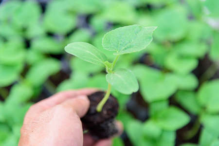 The man hold the sapling for plantの写真素材