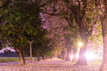 Pink trumpet tree row in morning timeの写真素材
