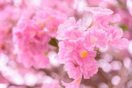 Pink trumpet tree row in morning timeの写真素材