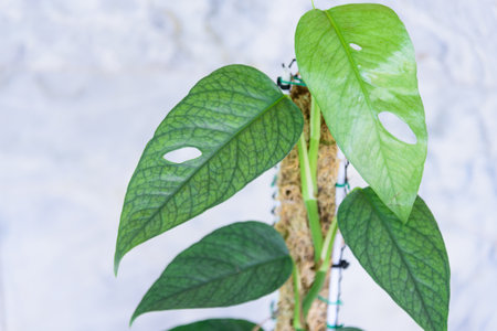 Fresh leaf of Epipremnum Pinnatum Cebu Blue in the potの写真素材