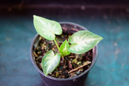 baby of Caladium in the potの写真素材