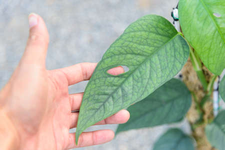 Fresh leaf of Epipremnum Pinnatum Cebu Blue in the potの写真素材