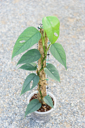 Fresh leaf of Epipremnum Pinnatum Cebu Blueの写真素材