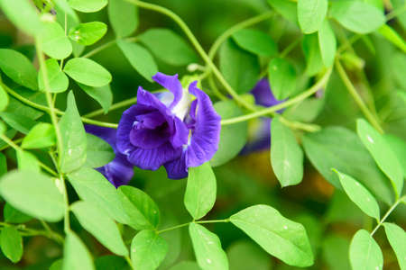 butterfly pea tree in gardenの写真素材