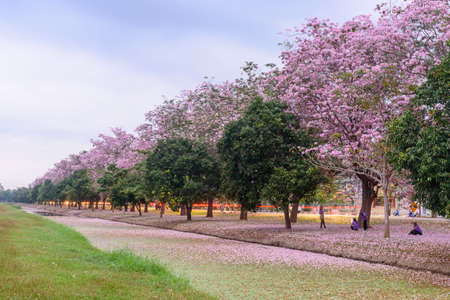 Pink trumpet tree row in morning timeの写真素材