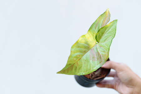Closeup to syngonium confretti in the potの写真素材