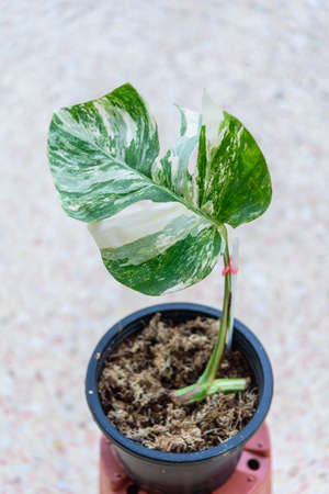 Monstera Borsigiana Albo Variegated in the potの写真素材
