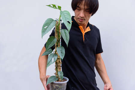 Fresh leaf of Epipremnum Pinnatum Cebu Blueの写真素材