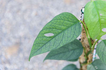 Fresh leaf of Epipremnum Pinnatum Cebu Blueの写真素材