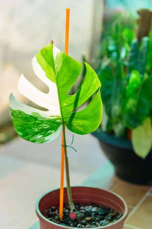 Monstera Borsigiana Albo Variegated in the potの写真素材