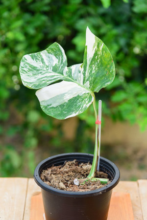 Monstera Borsigiana Albo Variegated in the potの写真素材
