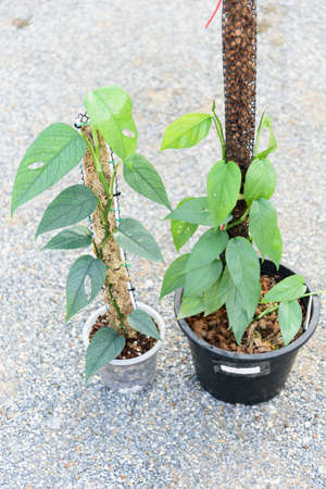 Fresh leaf of Epipremnum Pinnatum Cebu Blueの写真素材