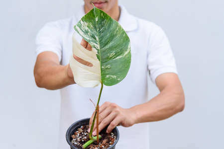 Monstera Borsigiana Albo Variegated in the potの写真素材