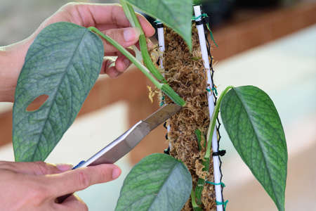 Cut the Fresh leaf of Epipremnum Pinnatum Cebu Blue for plantの写真素材
