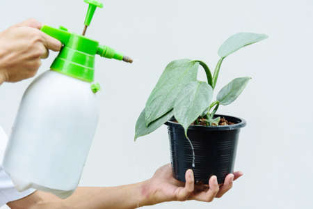 Spray water to Little of Philodendron Silver Sword in the potの写真素材