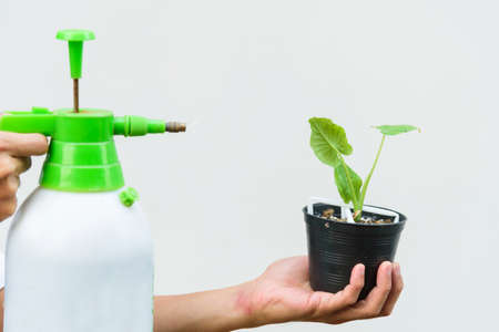 spray the water to Little sapling of Alocasiaâ Gageanaâ Aura Variegated in the potの写真素材