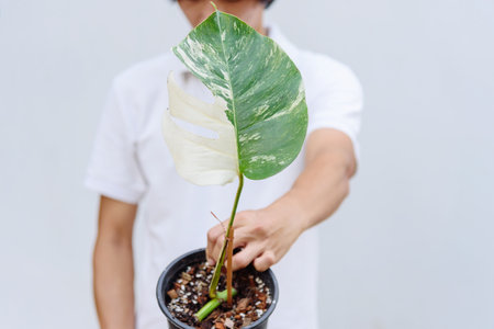 Monstera Borsigiana Albo Variegated in the potの写真素材