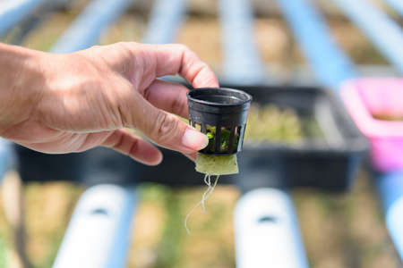 closeup to fresh Red Oak Lettuce in hydroponics system pipeの写真素材