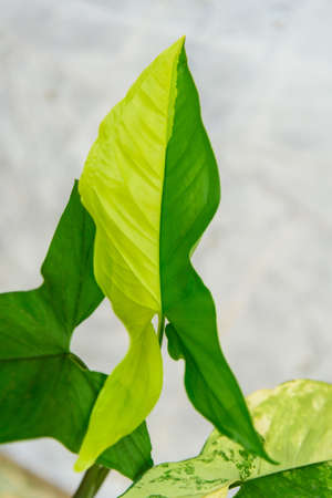 Half pattern of Syngonium Aurea Variegated in the potの写真素材