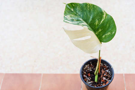 Monstera Borsigiana Albo Variegated in the potの写真素材