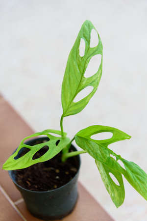 Monstera Adansonii Indonesia Variegatedの写真素材