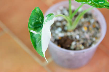 Closeup to Alocasia Okinawa Silver  in the potの写真素材
