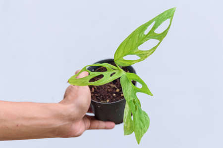 Monstera Adansonii Indonesia Variegatedの写真素材