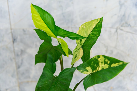 Closeup to Syngonium Aurea Variegated in the potの写真素材
