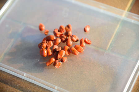 Seed of Colocasia gigantea on the plateの写真素材