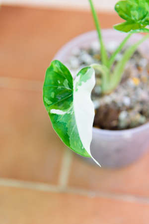 Closeup to leaf of Alocasia Okinawa Silver  in the potの写真素材